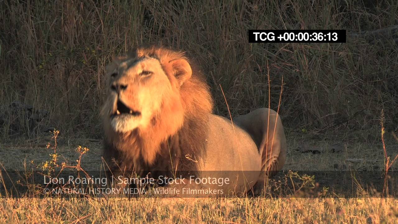 Image result for LION DIE HD