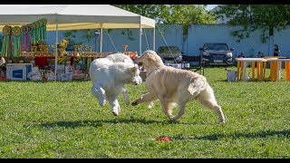 16th Golden Retriver Club Specialty 2019, Kazan 16th Golden Retriver Club Specialty 2019, Kazan