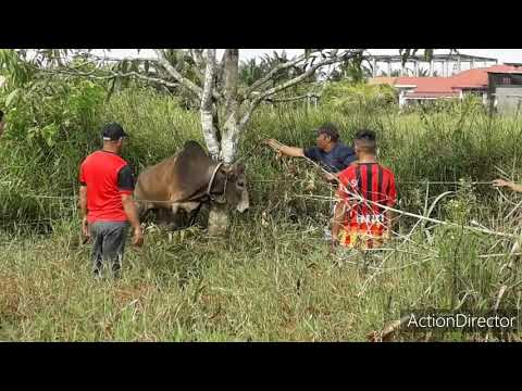 Video: Apakah kegunaan apungan lembu jantan?