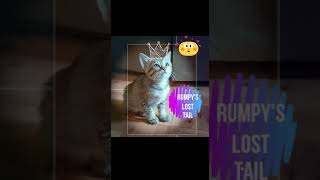 Rumpy | The tale of a tailless kitty 😼 🐾