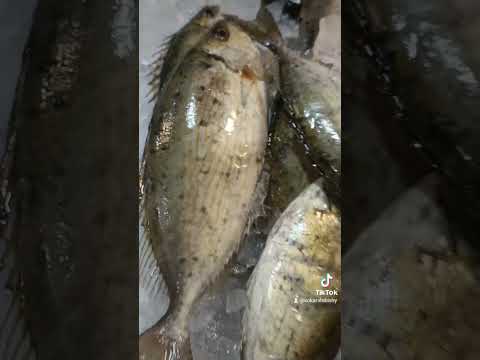 سمك قاروص و كسكومري و سيجان و دراك اخواتي بس قدروا تعبي بلايك واشتراك وتعليق حلو متلك