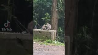 Anggap Aza Ini Tante Lia Dan Qinara