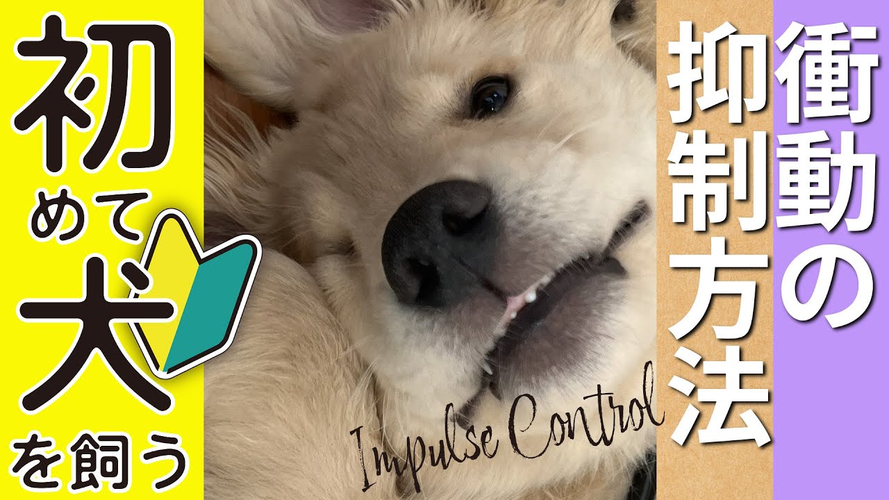 【大型犬】衝動の抑制方法（インパルスコントロール）#インパルス #ゴールデンレトリバー #家庭犬 #大型犬と暮らす #初心者向け