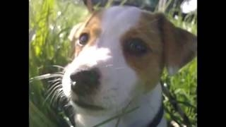 Video thumbnail of "Jaromír Nohavica - Můj pes"