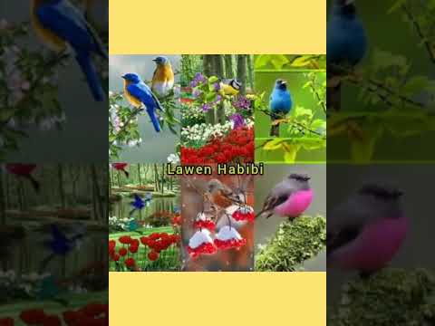 احلى صوت عصفور