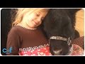 Girl Brings Cow Inside Home | Moove Out