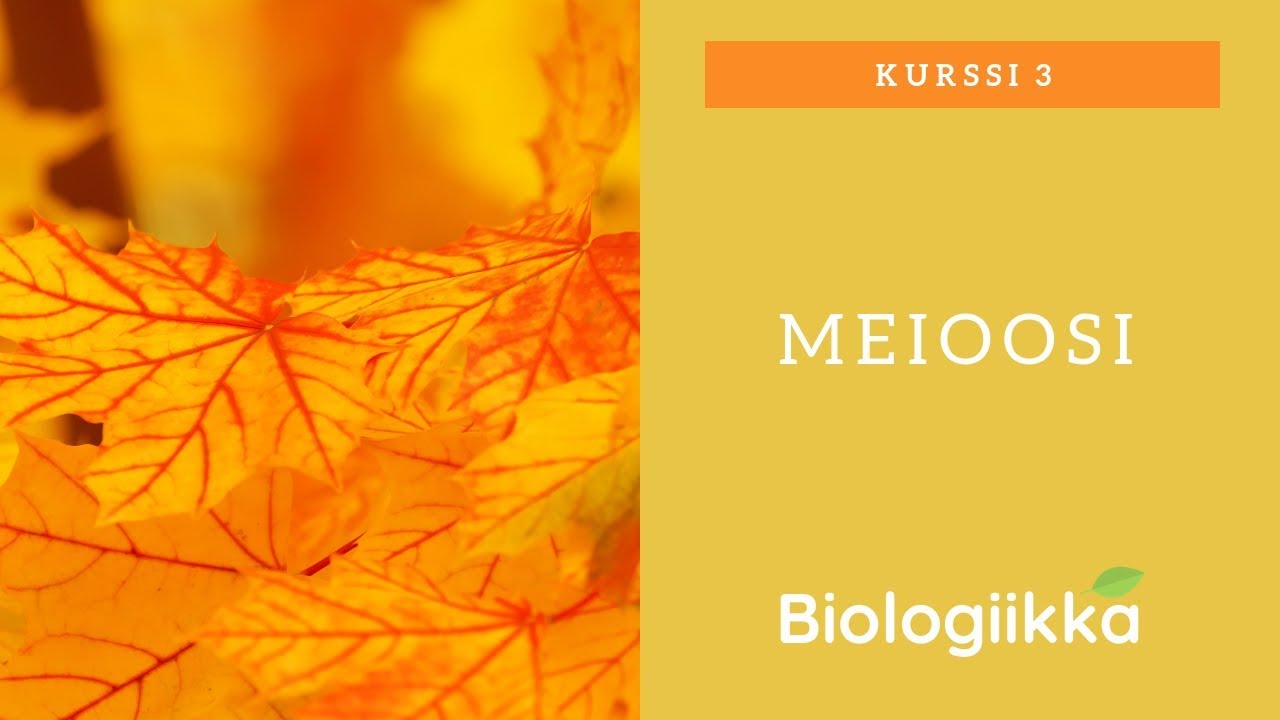 Sukusolujen synteesi - Meioosi