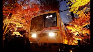 もみじのトンネルをライトアップ