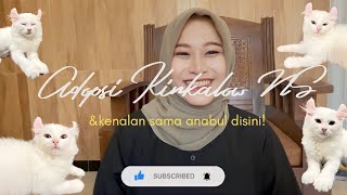 Adopsi Kinkalow NS | American Curl X Munchkin, Kucing Menggemaskan Mirip Tikus!