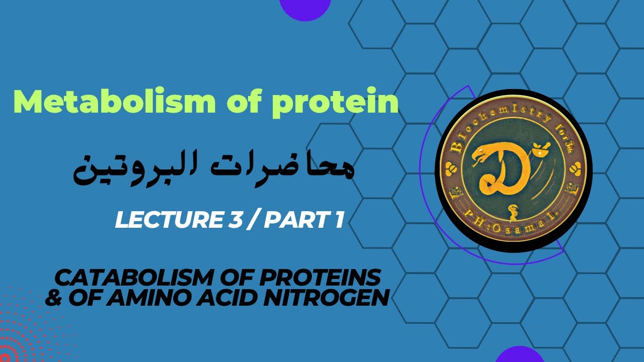 Chapter 28 / Lec. 3 : Catabolism of Proteins& of Amino Acid Nitrogen part 1