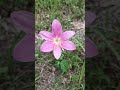 🌸