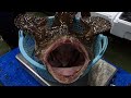 JAPANESE SCARY LIVE MONKFISH ANGLER CUTTING SHOW