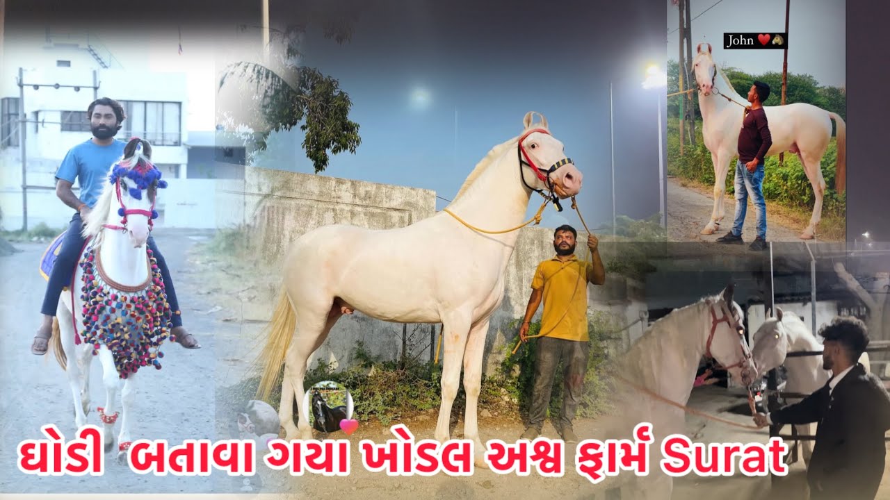 ઘોડી  બતાવા ગયા ખોડલ અશ્વ ફાર્મ સુરતની ફેમસ ઘોડીયુ Surat