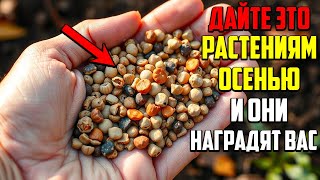 Главный Секрет Осенней Подкормки Для Богатого Урожая!