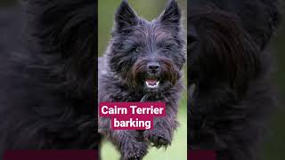 Cairn terrier barking #dog #dogbarkingsounds #terrierbreed #cairnterrier #angrydog