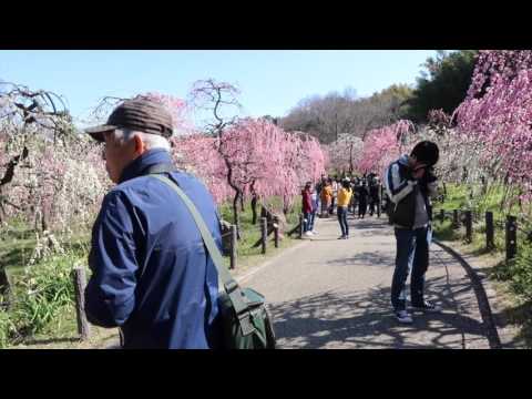 Japonya'da Erik Ağaçları Çiçek Açtı