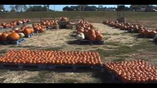 Pumpkin Patch 2010 Wrap-Up