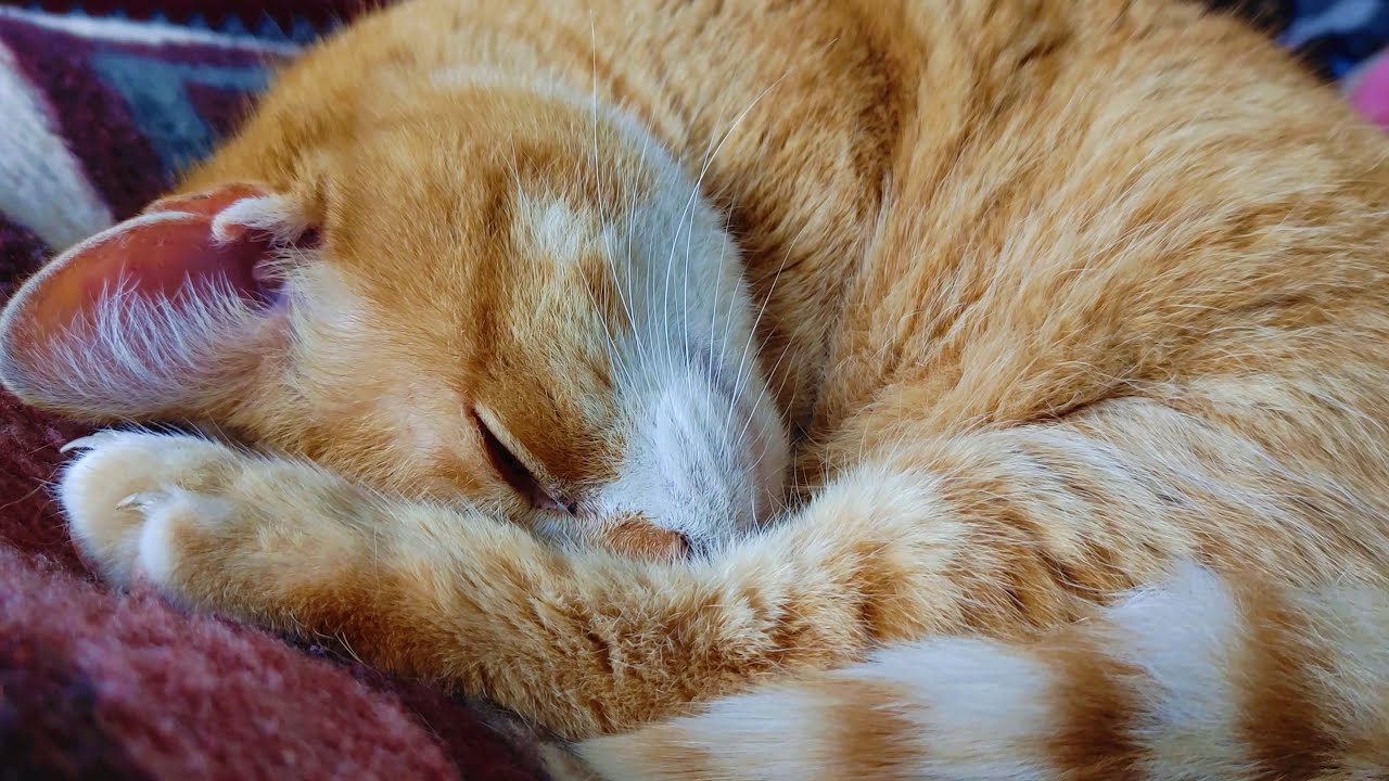 Cat Has a Bad Dream