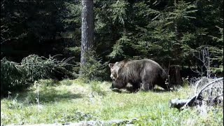 Veľkáč z pasce (veľký samec)🐻