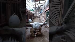 Proses Kawin Ayam Brahma ayambrahma ayam ternak chicken shorts fyp viralshorts