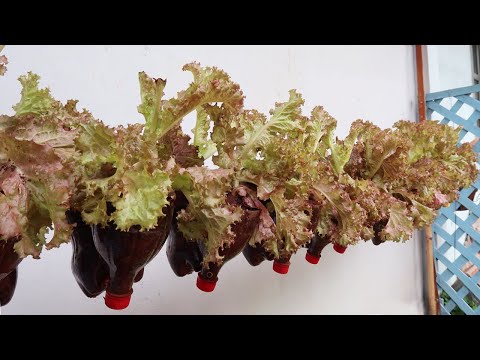 Video: Rastlina šalátu „purpurová“– informácie o pestovaní semien purpurového šalátu