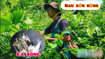 Trải nghiệm giăng lưới sông đồng Nai BẮT CÁ khu rừng già | truyền 93 vlog