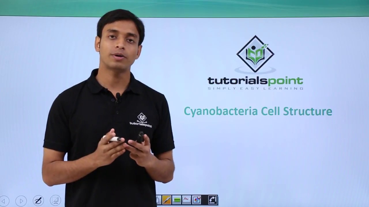 Class 11th – Cyanobacteria - Cell Structure | Biological Classification | Tutorials Point