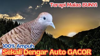 HEBAT- Perkutut Mangun Panjang dari Alam, Efektif Banget!