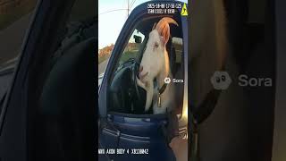AI VIDEO generated veo3 google flow 😎 sora2 by openAi