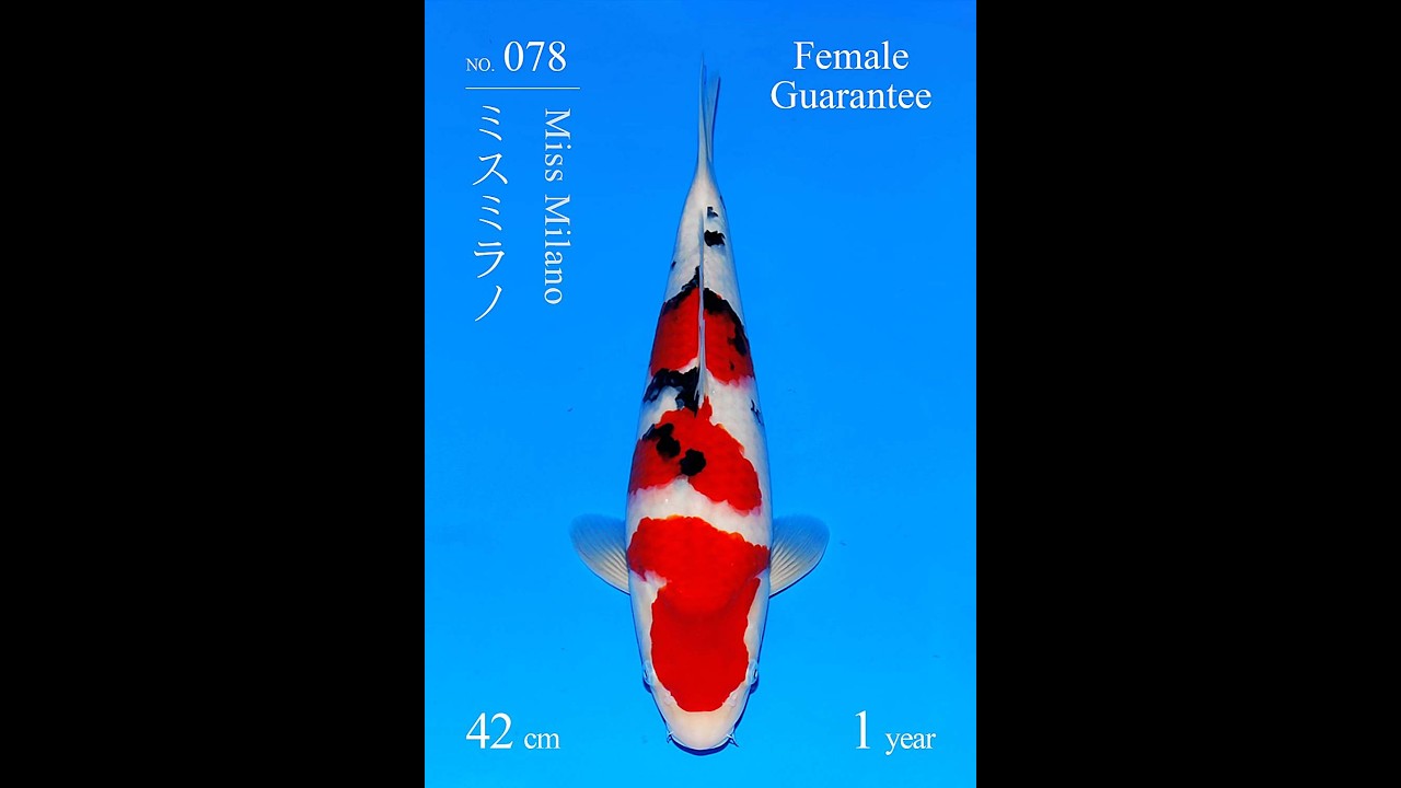 Sanke Sakai FF 42cm Tosai Female incl Mudpond