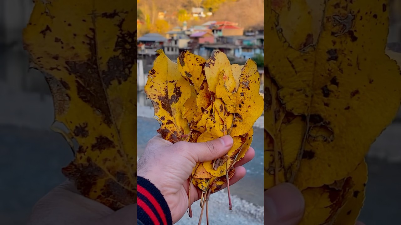 Golden Autumn in Bahrain, Swat 2024 | Nature’s Masterpiece 🍁