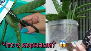 Комнатные растения🌱Алое Вера широколистное🌿Большая пересадка🌱Грунт для суккулентов из универсального