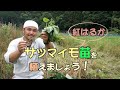 【自然農】サツマイモ苗を植える　[Natural farming] Planting sweet potato seedlings