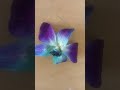 Name this flower
