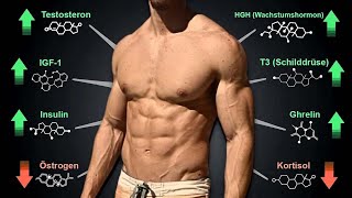 Natürliche Hormon-Tricks für Muskelaufbau &amp; Fettabbau: Testosteron, HGH, Cortisol, Insulin &amp; Co.