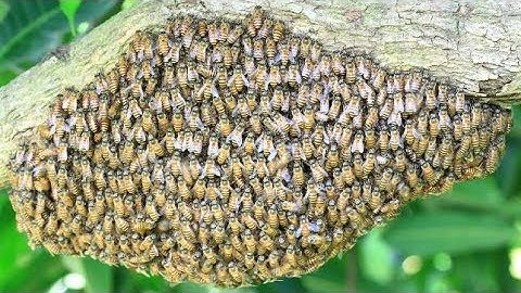Swarm Capture Close-Up - Shake The Bee