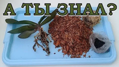 Пересаживаем ОРХИДЕЮ ПОШАГОВО: когда, зачем и как?