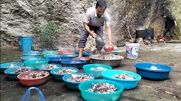 Vùi Nam Vlog| Lễ hội cúng rừng của dân tộc nùng Hoàng Su Phì - Hà Giang