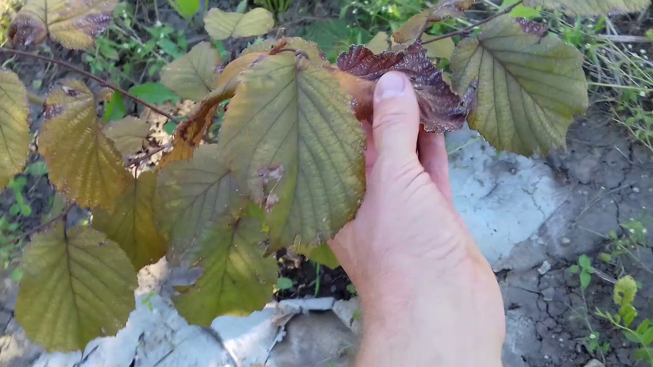 Plantatie Aluni Ce Sa Cultivi Pe Un Teren Mic Youtube