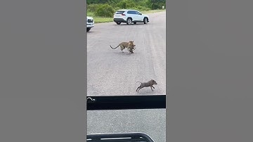 Greedy leopard wants 2 baby warthogs 🥺