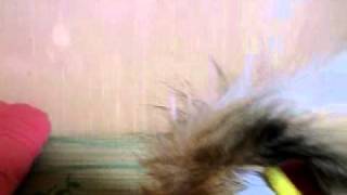CIMG4703.AVI