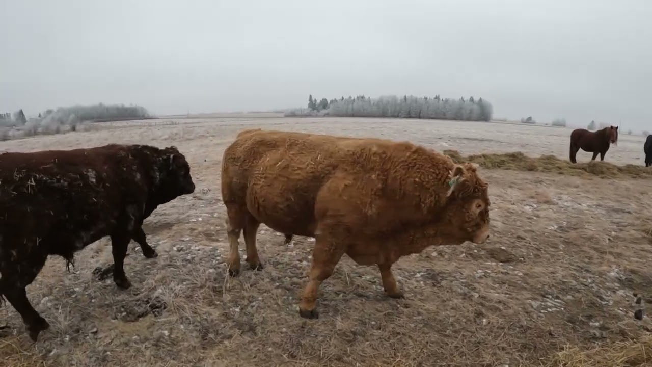 Frosty Feeding: Mature Bulls & Horses