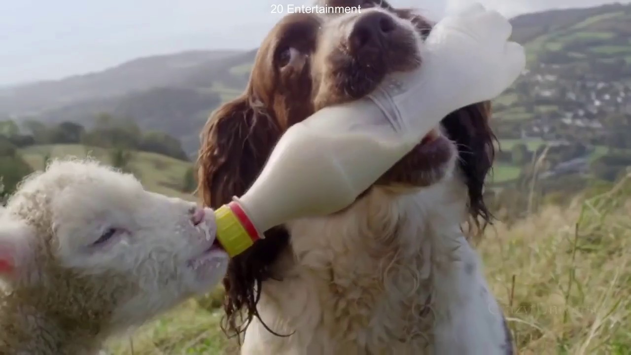 10 unbelievable animals that saved other animals YouTube