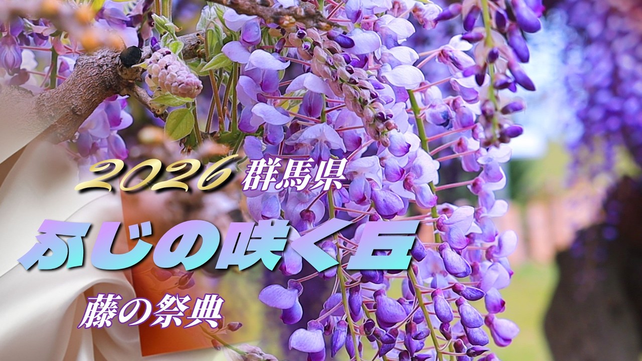 ふじの咲く丘2026】藤の祭典を2026年4月23日 早朝撮影 4K 群馬県藤岡市 