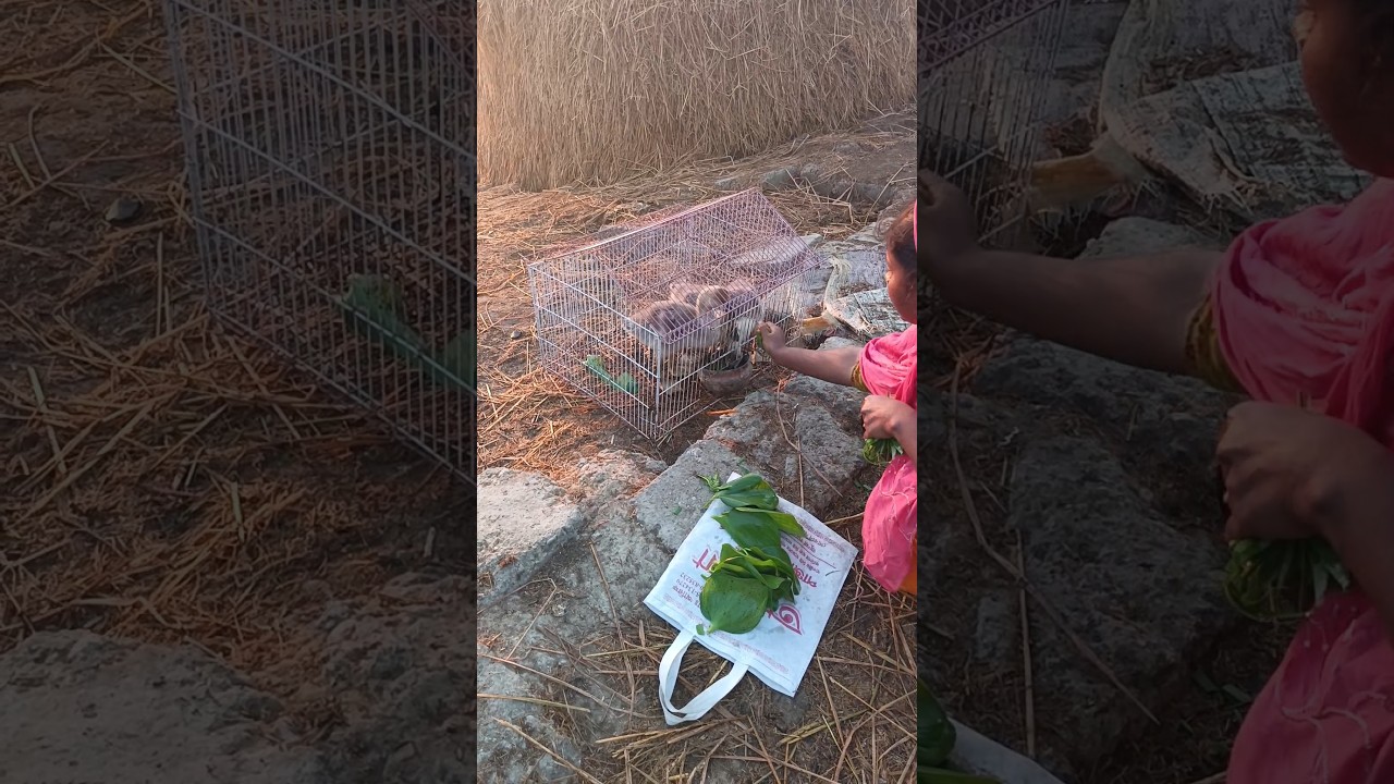 A woman feeding a baby swan to eat green leaves 