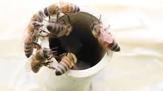 Bees removing condensation from their hive; early morning.