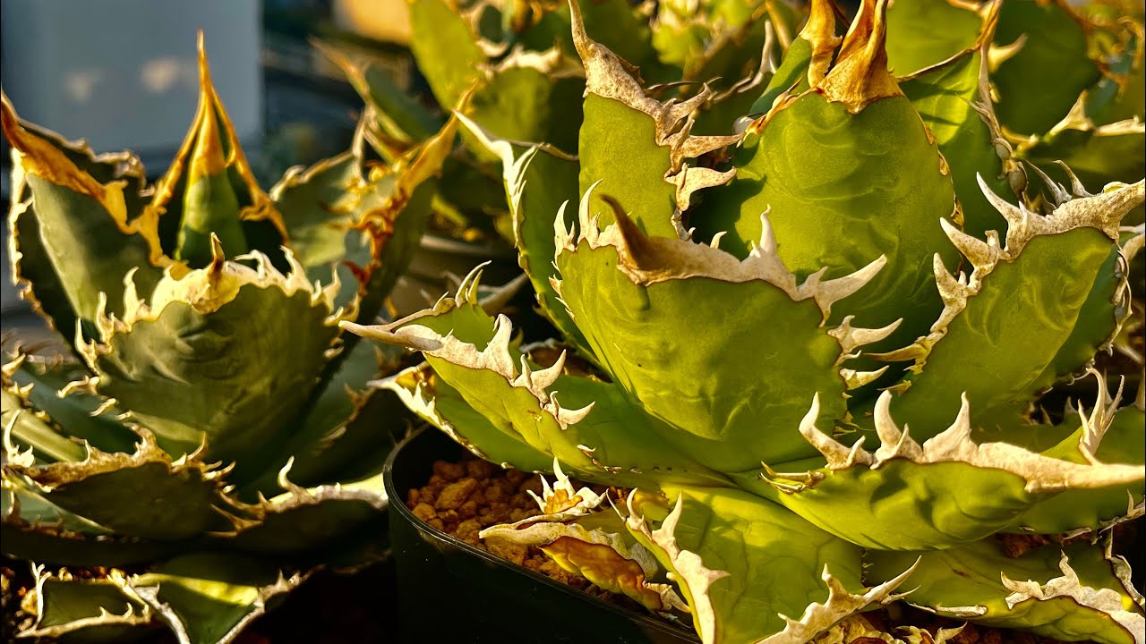 アガベ　今週の水やり風景