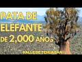 Les immenses pattes dlphant de la valle de tehuacn  puebla