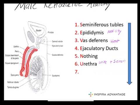 The Male Reproductive System Seven Up MCAT Crash Course