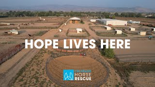 How Colorado Horse Rescue Is Forging A Future Where Hope Lives